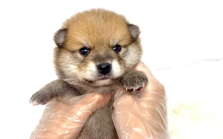 ポメ柴の男の子、ご家族様募集中です❗️🐶