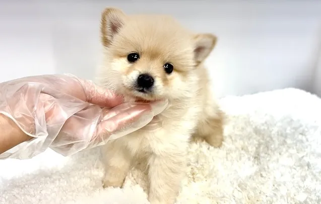 ポメ柴の女の子、ご家族様募集中です❗️🐶✨