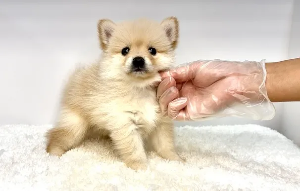 ポメ柴の女の子、ご家族様募集中です❗️🐶✨