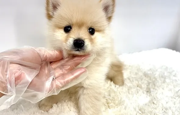 ポメ柴の女の子、ご家族様募集中です❗️🐶✨