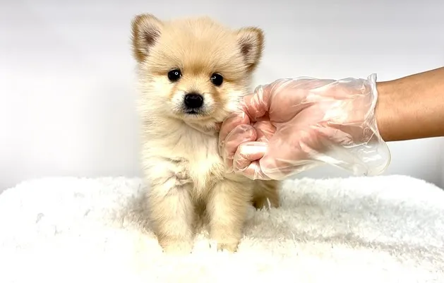 ポメ柴の女の子、ご家族様募集中です❗️🐶✨