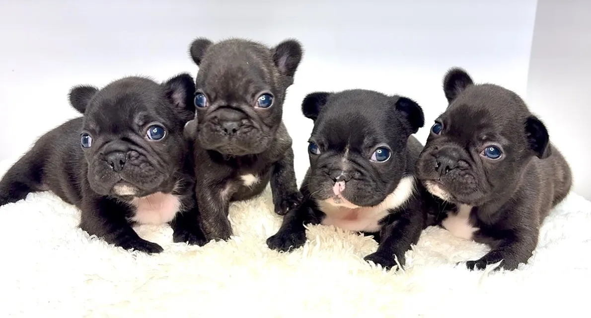 フレンチブルドッグ、ご家族様募集中です🐶✨