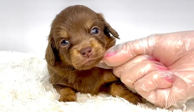 チワックスの女の子🐶