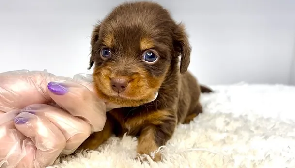 チワックスの男の子🐶