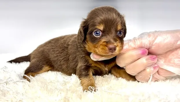 チワックスの男の子🐶