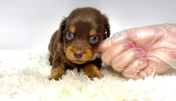 チワックスの男の子🐶