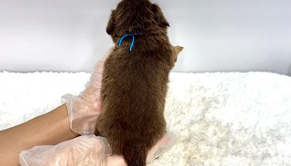 チワックスの男の子🐶