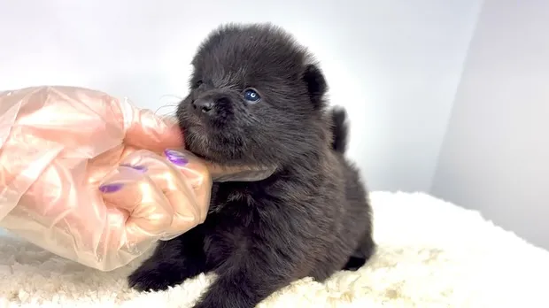 ポメ柴の女の子、ご家族様募集中です❗️🐶