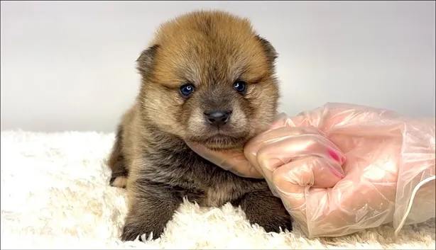ポメ柴の男の子、ご家族様募集中です❗️🐶