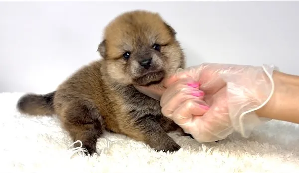 ポメ柴の男の子、ご家族様募集中です❗️🐶