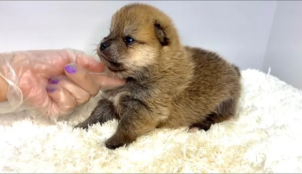 ポメ柴の男の子、ご家族様募集中です❗️🐶