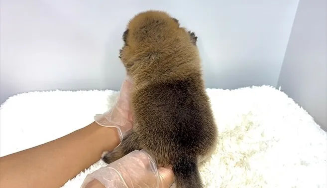 ポメ柴の男の子、ご家族様募集中です❗️🐶