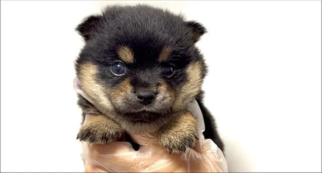 チワ柴の男の子🐶