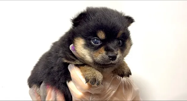チワ柴の男の子🐶