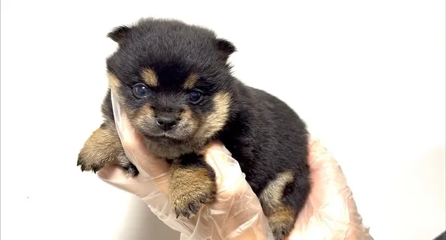 チワ柴の男の子🐶