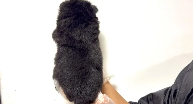 チワ柴の男の子🐶