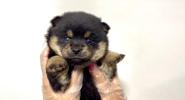 チワ柴の男の子🐶