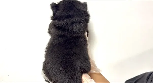 チワ柴の女の子🐶