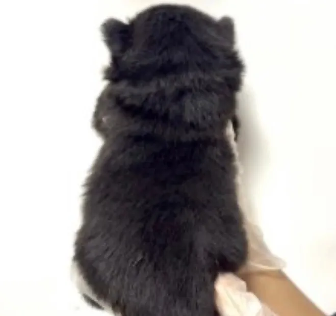 チワ柴