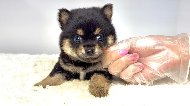 チワ柴の男の子🐶