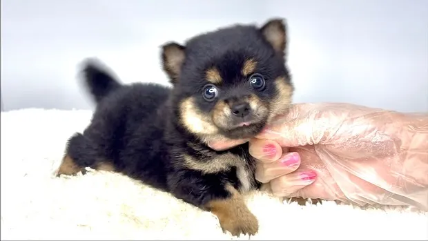 チワ柴の男の子🐶