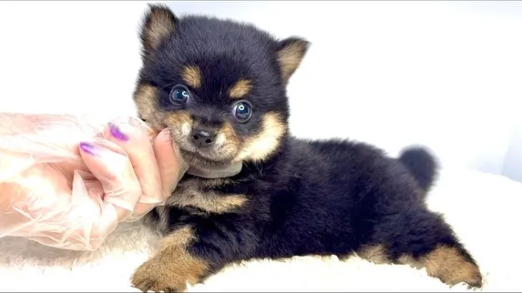 チワ柴の男の子🐶
