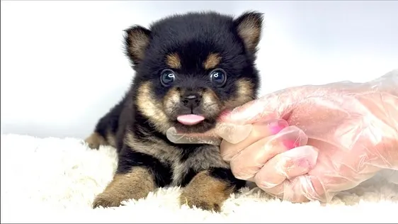 チワ柴の男の子🐶