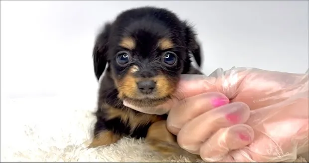 チワックスの男の子🐶