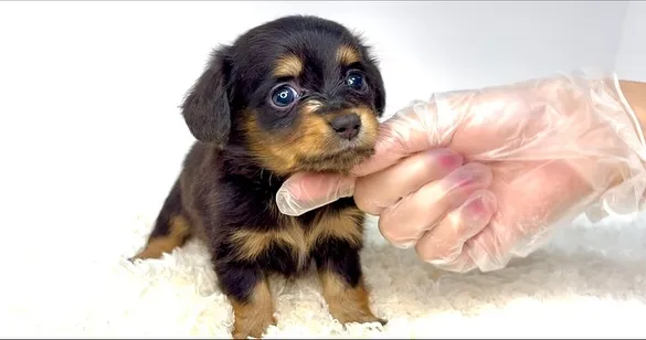 チワックスの男の子🐶