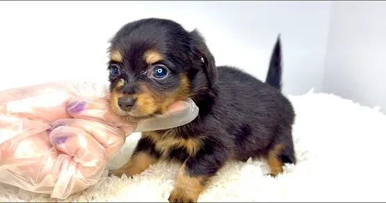 チワックスの男の子🐶