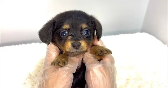 チワックスの男の子🐶