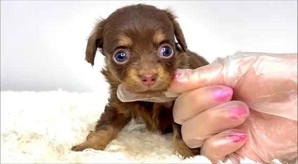 チワックスの男の子🐶