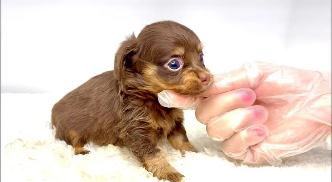 チワックスの男の子🐶