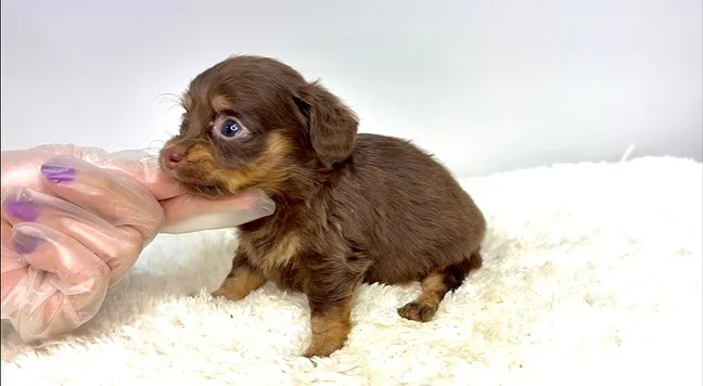 チワックスの男の子🐶