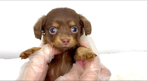 チワックスの男の子🐶