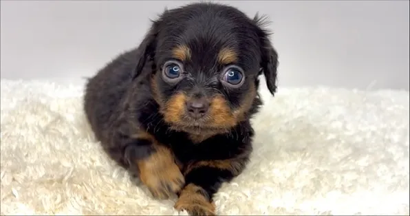 チワックスの男の子🐶