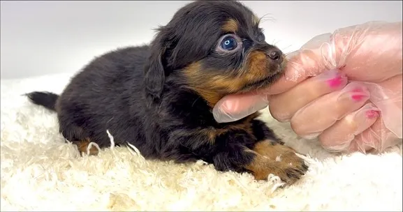 チワックスの男の子🐶