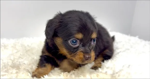 チワックスの男の子🐶