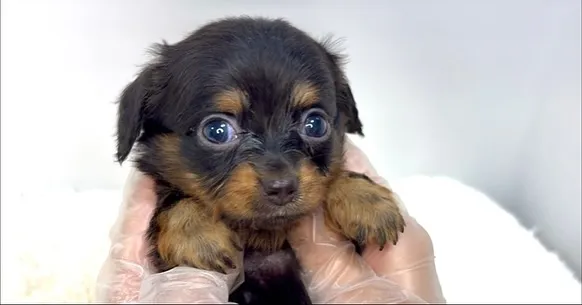 チワックスの男の子🐶