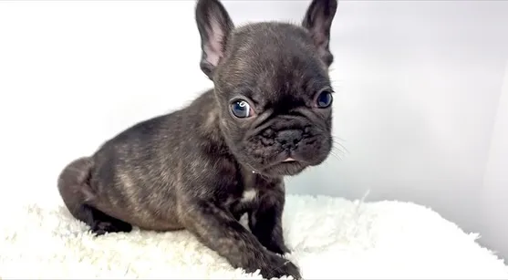 フレンチブルドッグの女の子