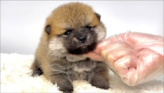 茨城県坂東市にて、ポメ柴の男の子のご家族様を募集しております...