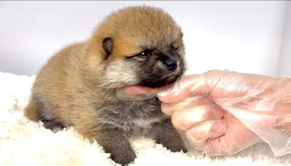 茨城県坂東市にて、ポメ柴の男の子のご家族様を募集しております...