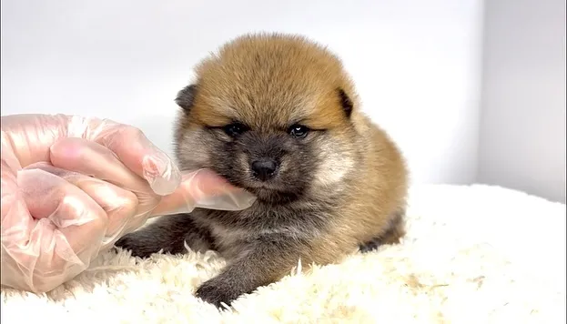 茨城県坂東市にて、ポメ柴の男の子のご家族様を募集しております...