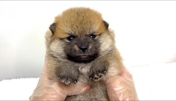 茨城県坂東市にて、ポメ柴の男の子のご家族様を募集しております...