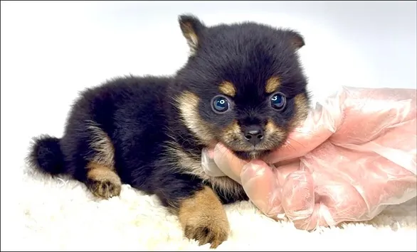 茨城県坂東市にて、チワ柴の女の子のご家族様を募集しております...