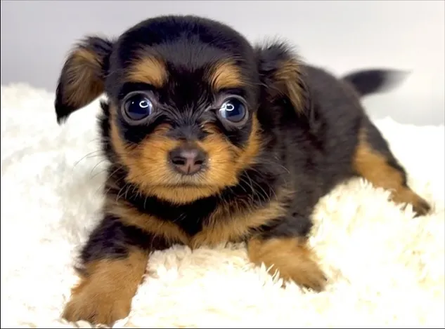 茨城県坂東市にて、チワックスの女の子のご家族様を募集しており...