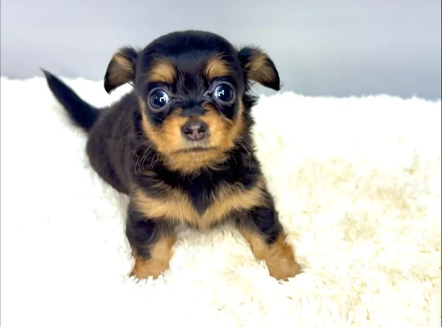 茨城県坂東市にて、チワックスの女の子のご家族様を募集しており...