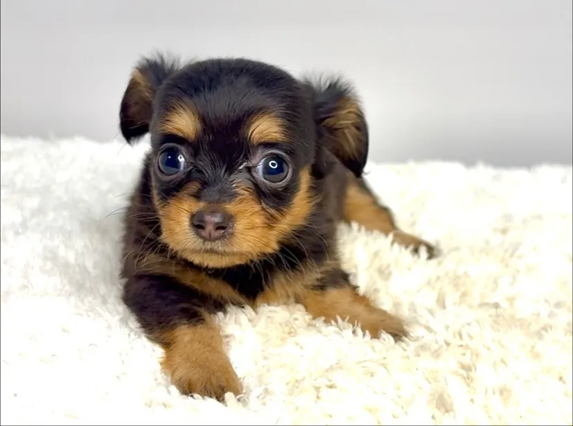茨城県坂東市にて、チワックスの女の子のご家族様を募集しており...