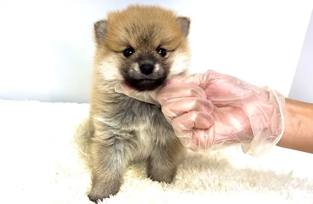 茨城県坂東市にて、ポメ柴の男の子のご家族様を募集しております...