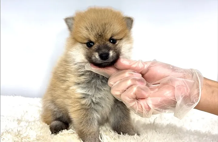 茨城県坂東市にて、ポメ柴の男の子のご家族様を募集しております...